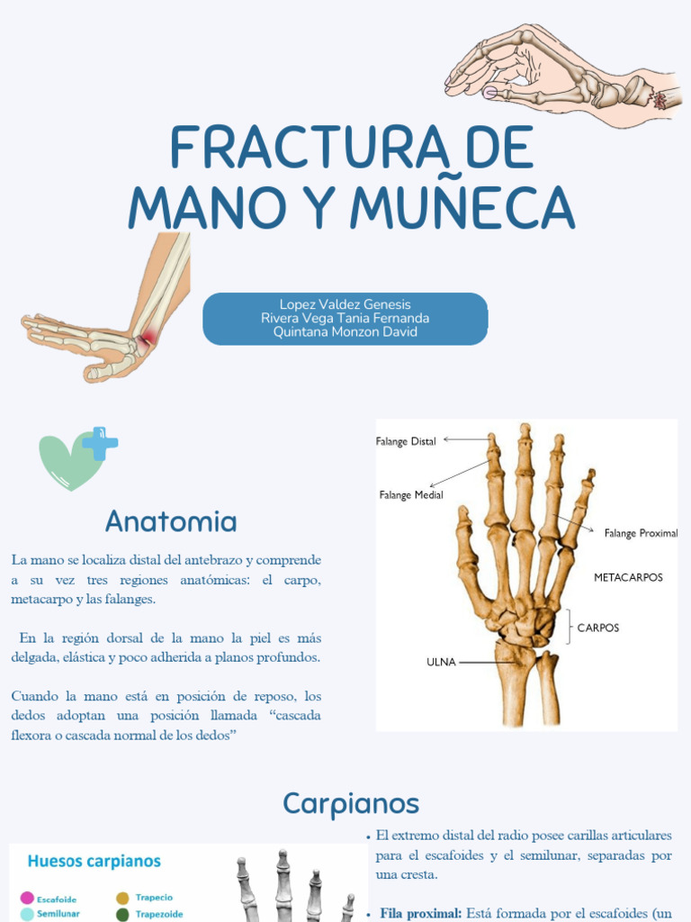 Anatomía De La Mano Humana 3d PNG ,dibujos Anatomía De La Mano, Mano  Humana, Anatomía PNG Imagen para Descarga Gratuita | Pngtree, image size:768x1024