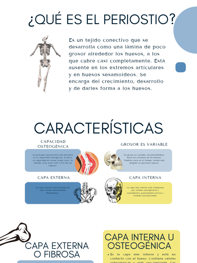 Desarrollo Del Periostio | PDF | Hueso | Tejido conectivo