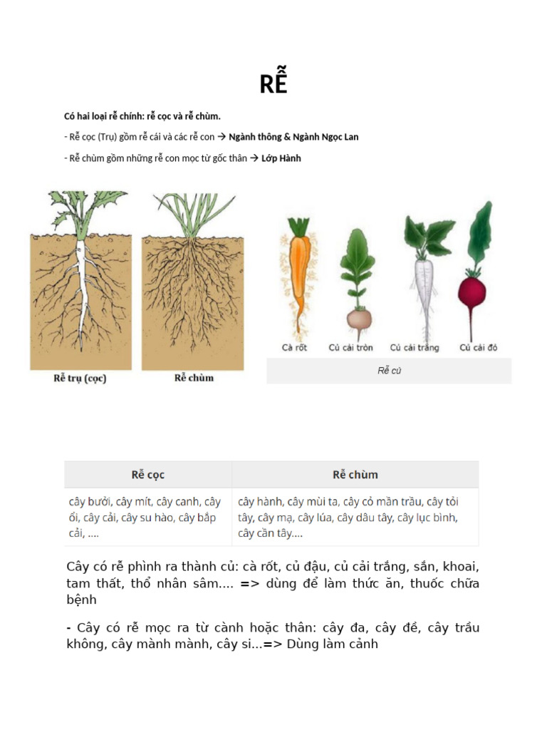 RỄ | PDF