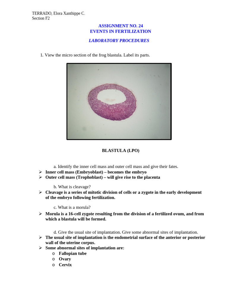 Fertilization Events and Uterine Development | PDF | Uterus | Menstrual ...