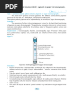 Rf Values of Plant Pigments in Chromatography | PDF