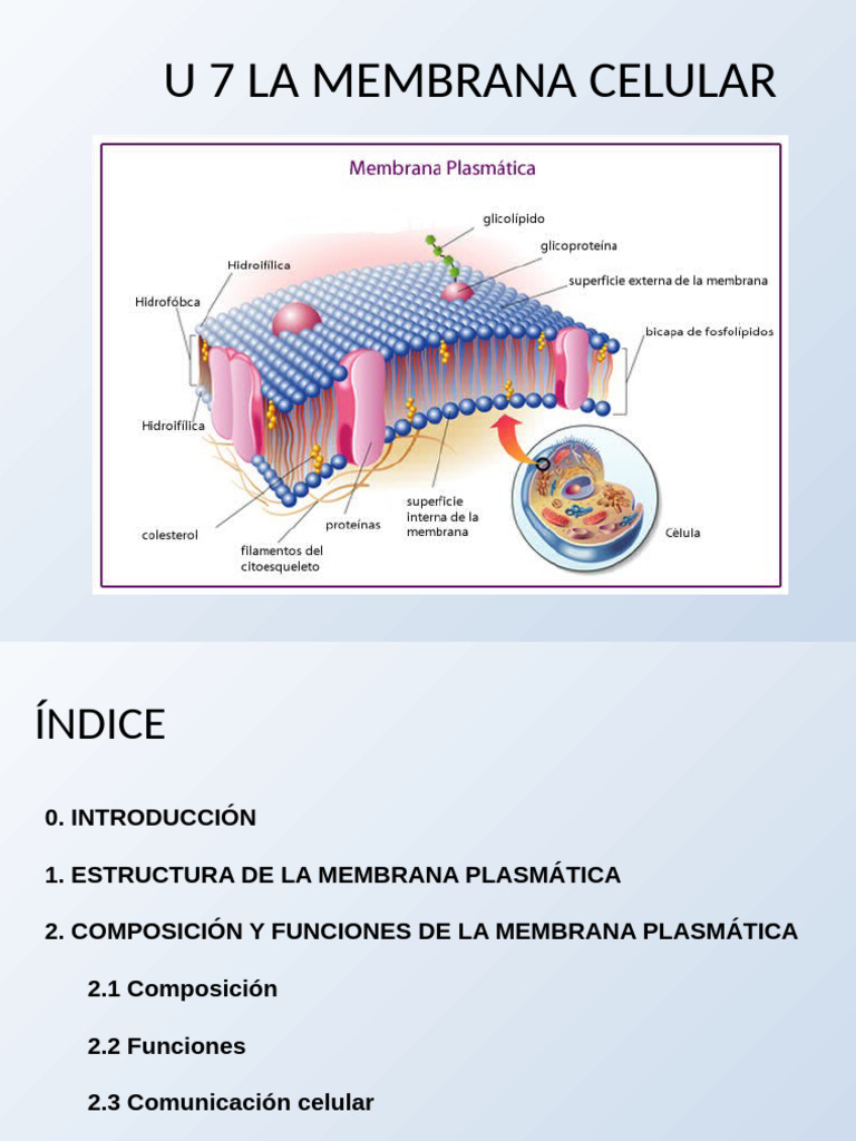 Estructura y Funciones de la Membrana Celular | PDF | Membrana celular ...