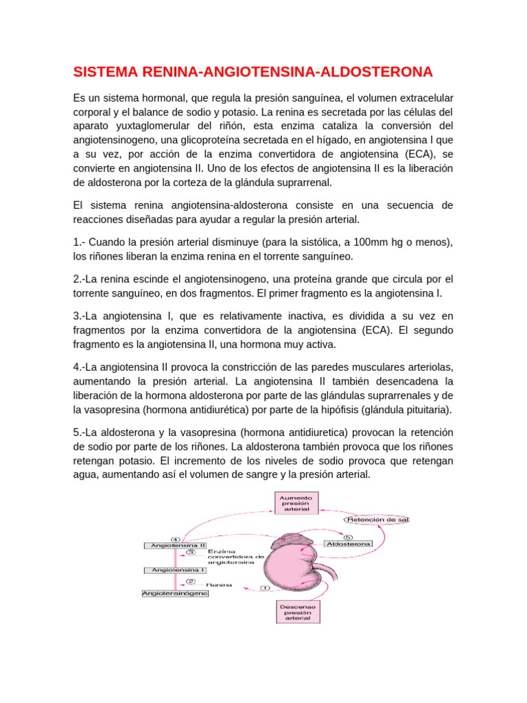 Sistema RAA: Regulación de Presión Arterial | PDF | Angiotensina ...
