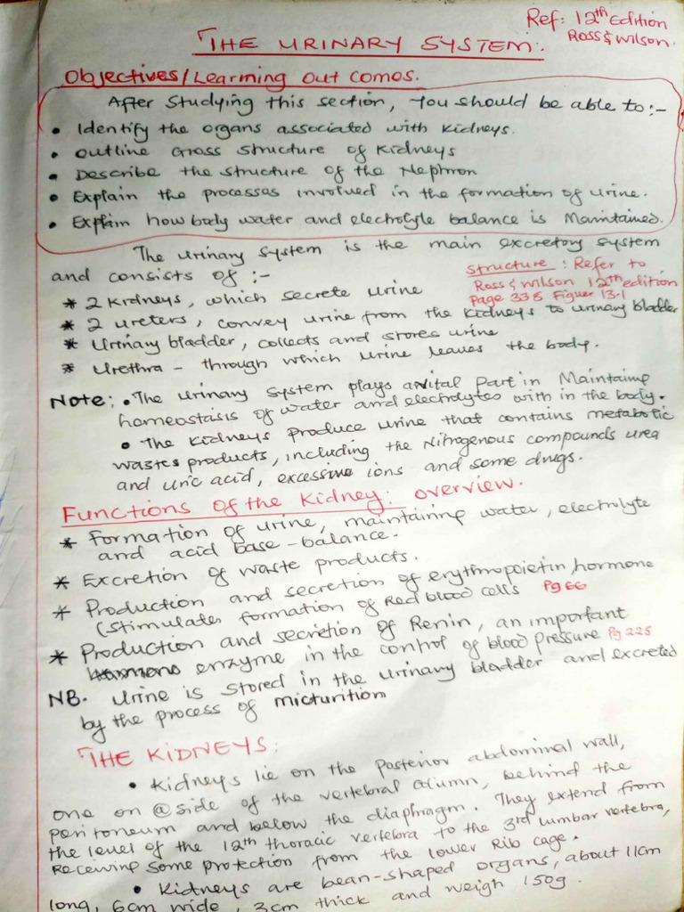 Kidney Structure and Function Overview | PDF | Kidney | Urinary System
