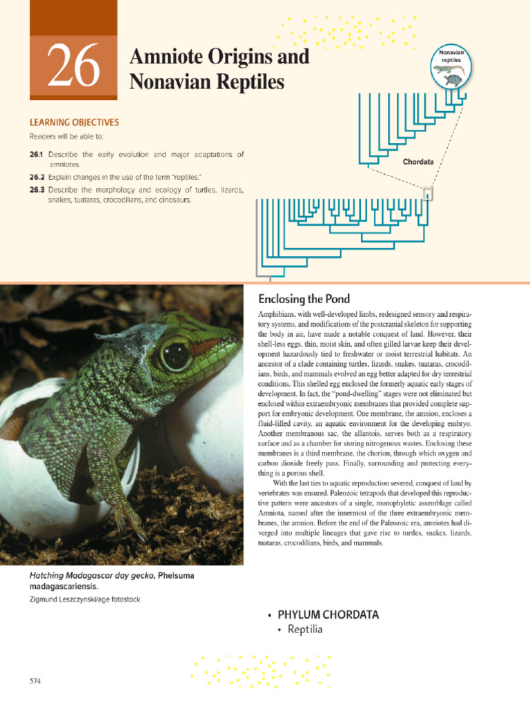 Hickman Amniote Origins and Class Reptilia | PDF