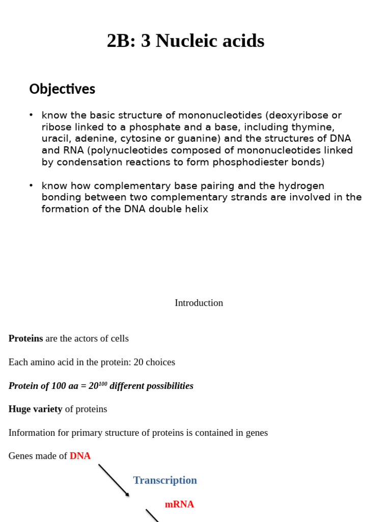 Structure and Function of Nucleic Acids | PDF | Nucleic Acids ...