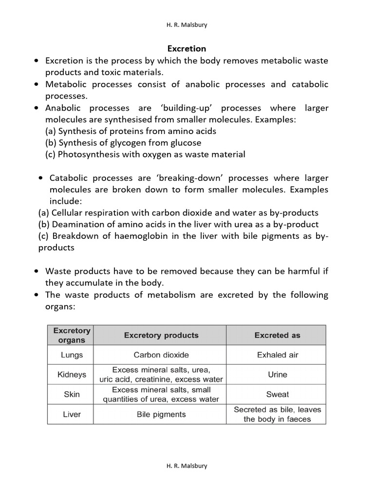 G 11. 13 Notes Excretion | PDF | Kidney | Urinary System