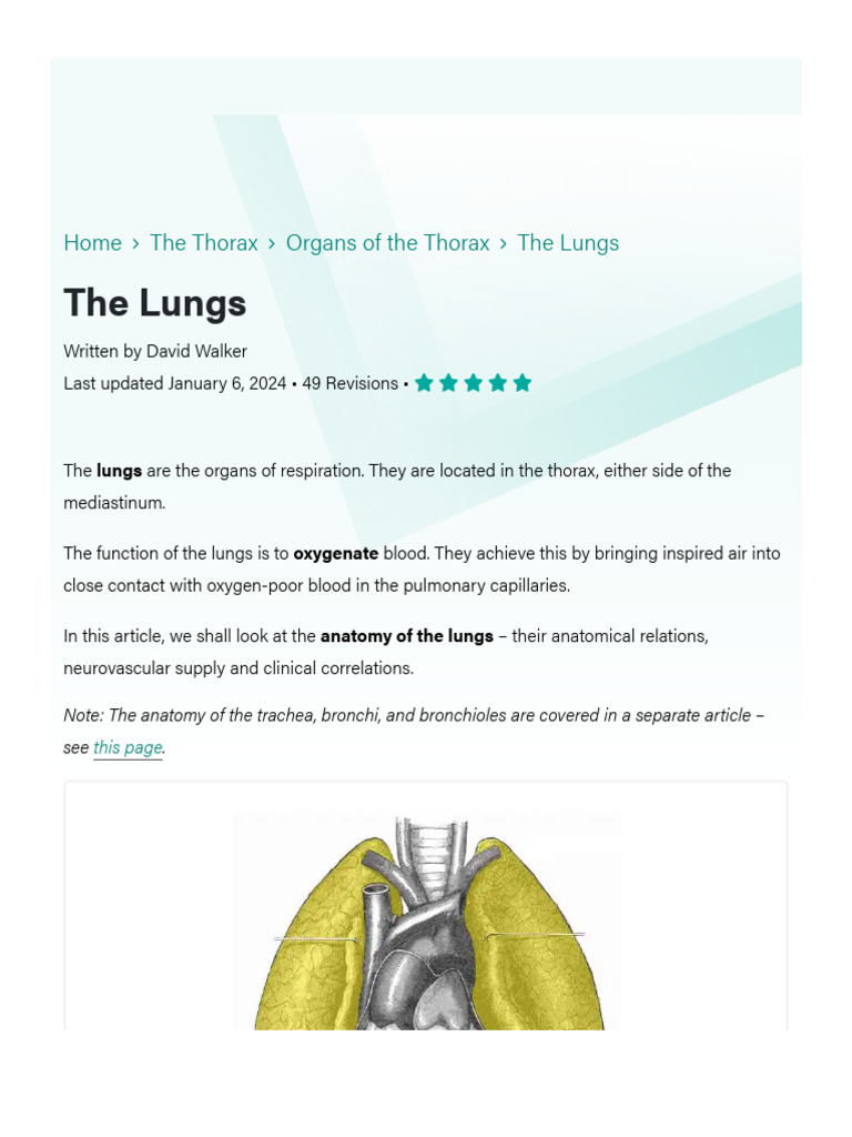 LUNGS LOCATION ANATOMY FUNCTION COMPLICATIONS visual data 5