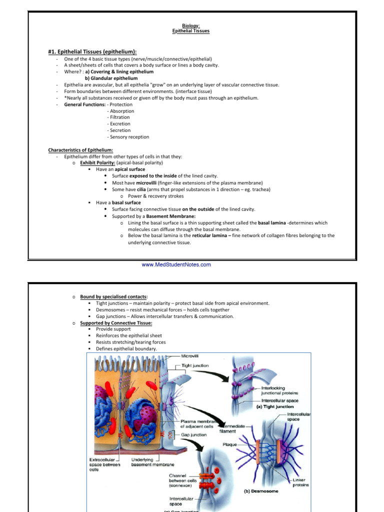Epithelial Tissue Overview and Functions | PDF | Epithelium | Anatomy