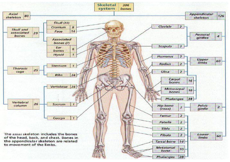 Bones | PDF