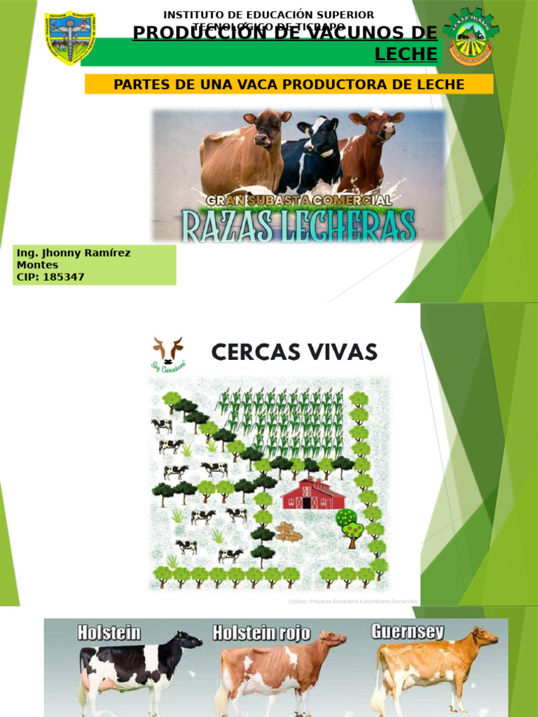 2 Partes de Una Vaca P. de Leche. | PDF