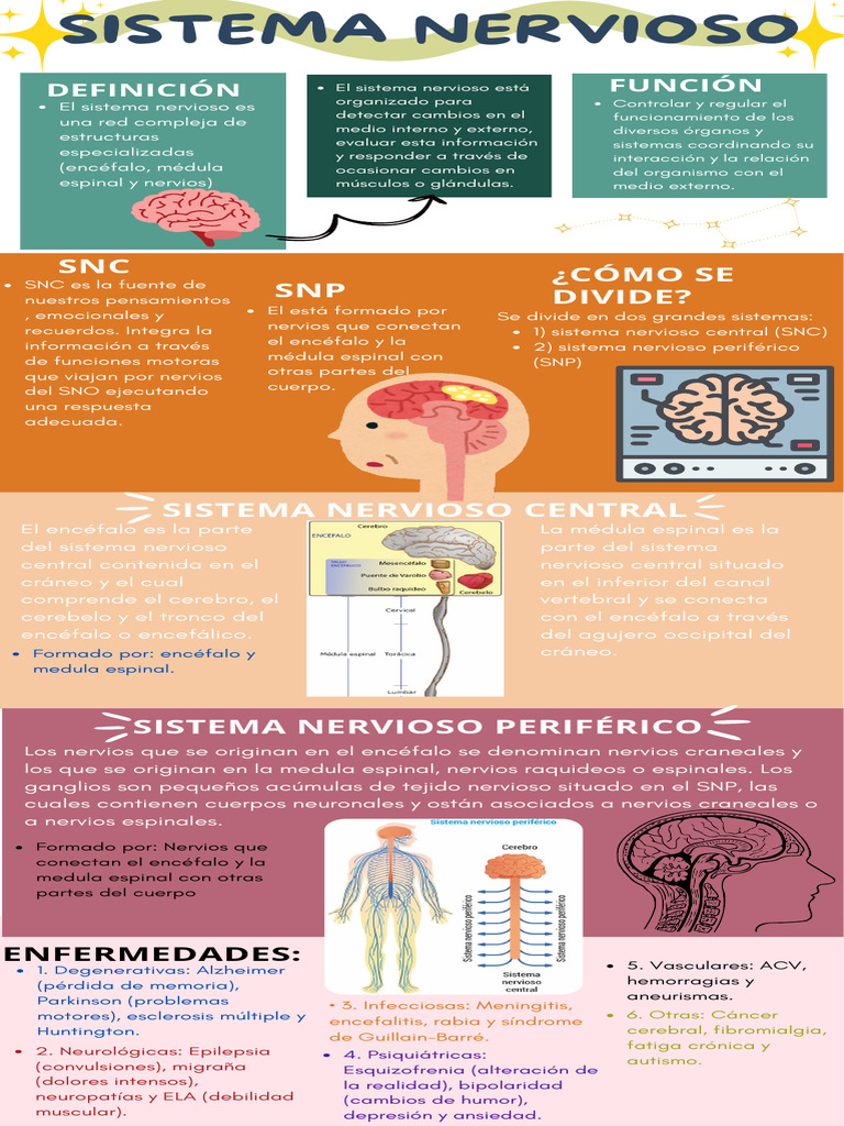 Estructura y Funciones del Sistema Nervioso | PDF | Sistema nervioso ...