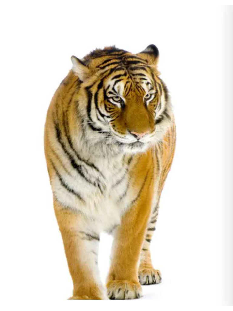 Tiger | PDF