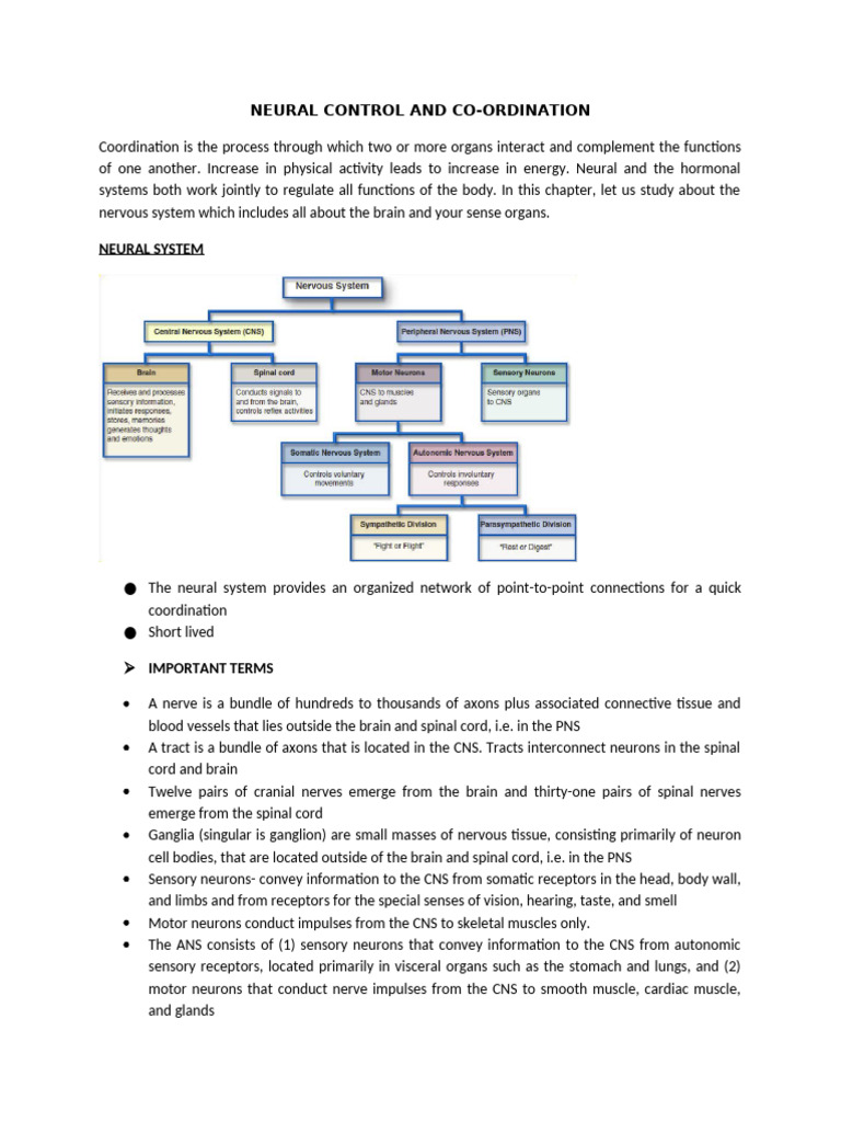 Neural Control and Coordination Overview | PDF | Action Potential ...