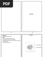 Botany Lab Manual 2025 Edition | PDF | Mitosis | Plant Stem