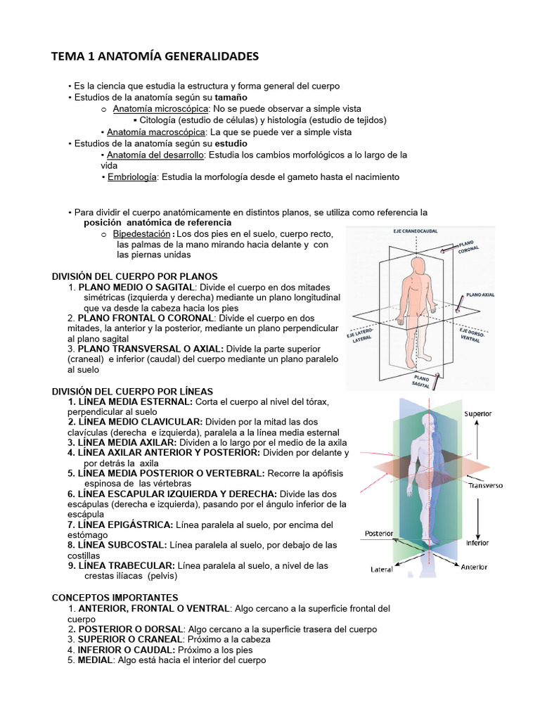 Anatomía: Estructura y Planos del Cuerpo | PDF | Términos anatómicos de ...