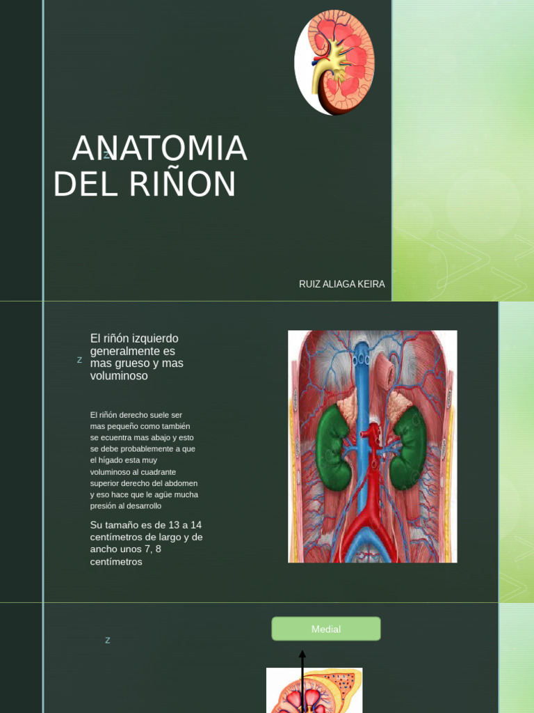 Anatomia Del Riñon | PDF