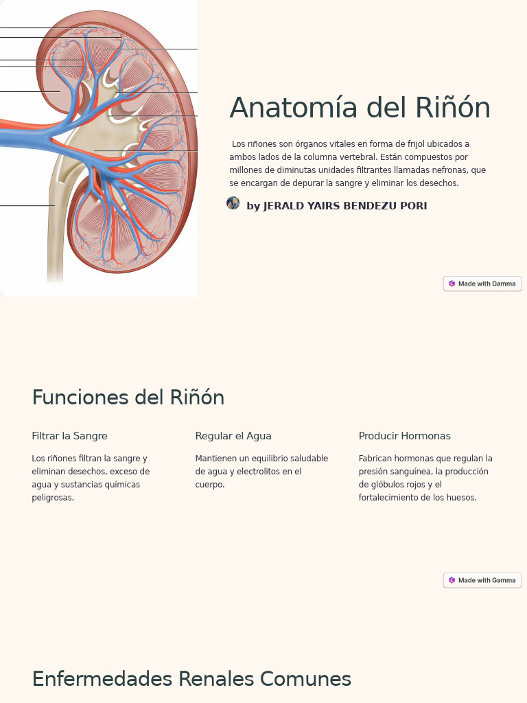 Anatomia Del Rinon | PDF | Riñón | Sangre
