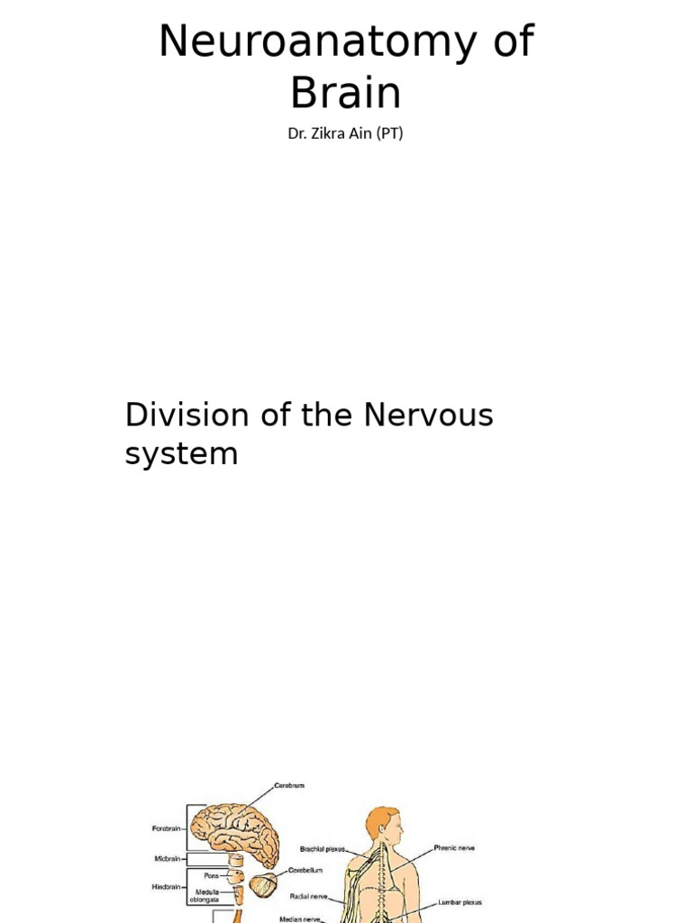 Neuroanatomy of Brain | PDF | Neuron | Axon
