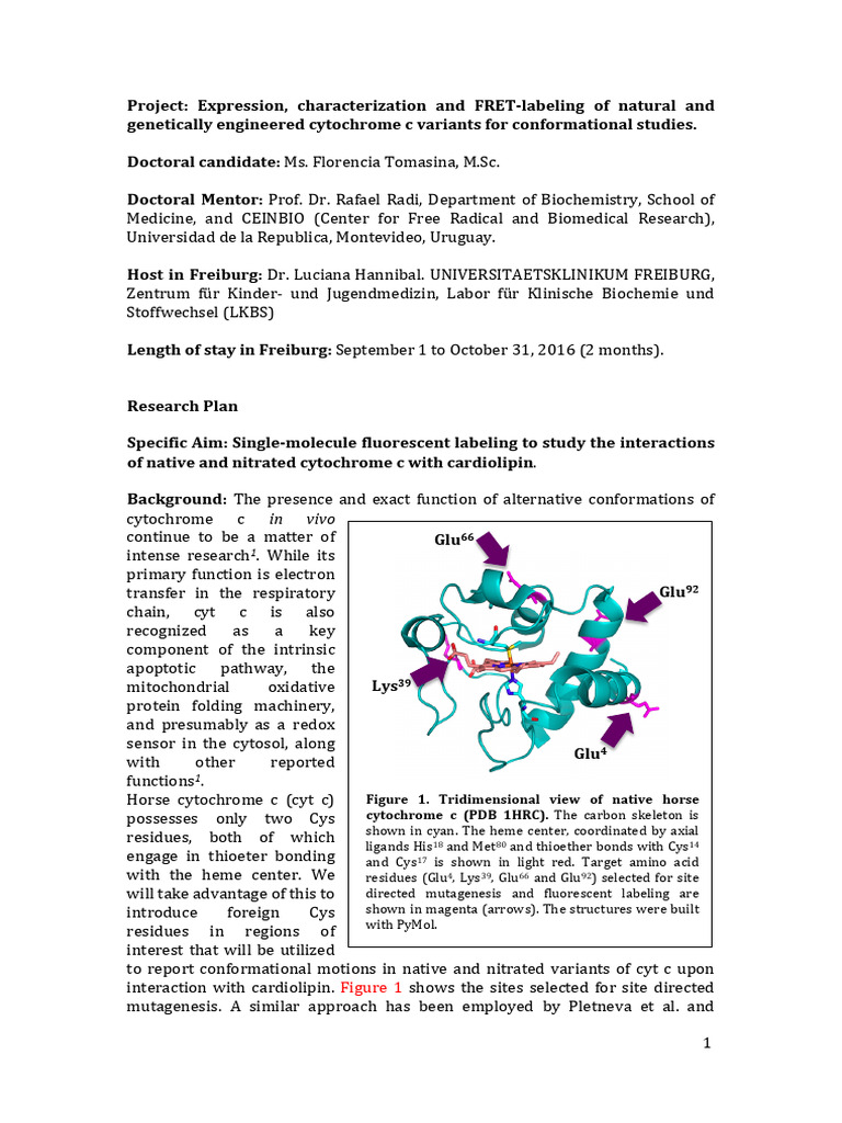 Project TREAM Ms. Florencia Tomasina - May 2016 | PDF | Cytochrome C ...