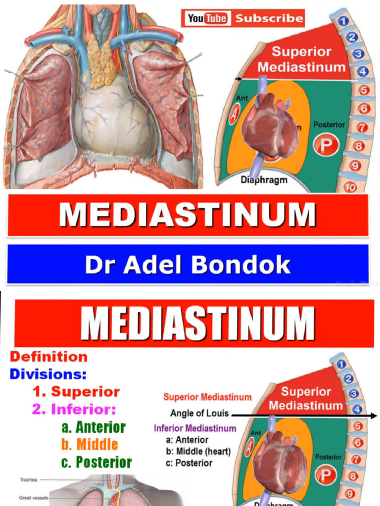 Mediastinum | PDF