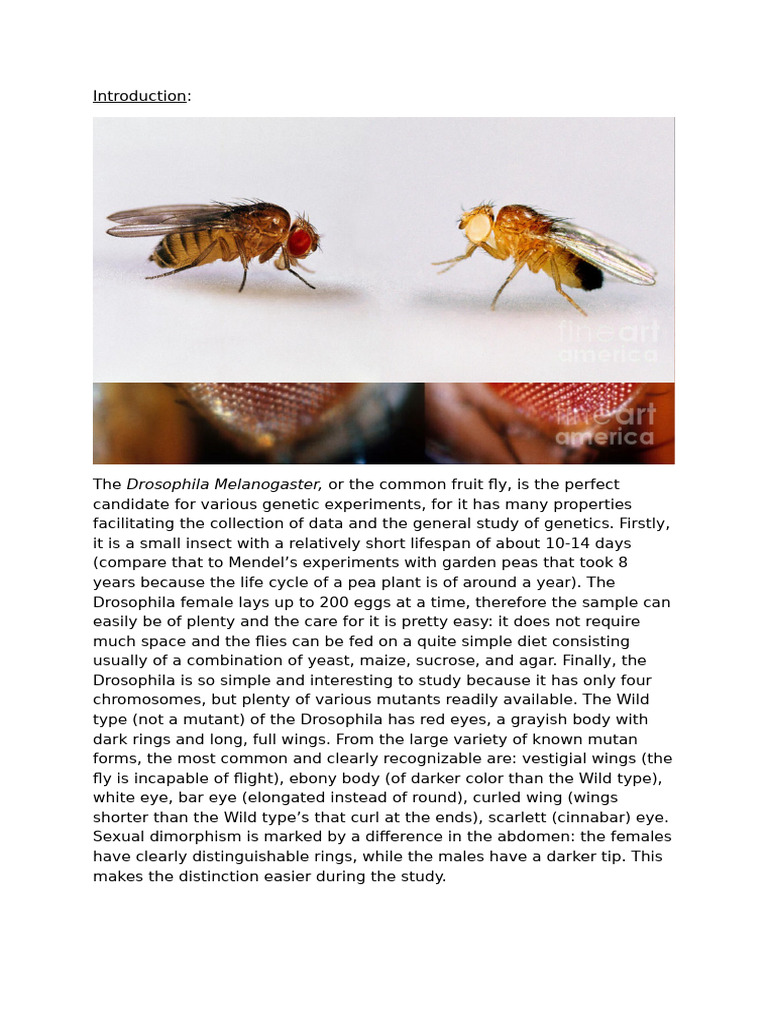 Lab BIO Long Report 2 S7 | PDF | Drosophila Melanogaster | Genetics