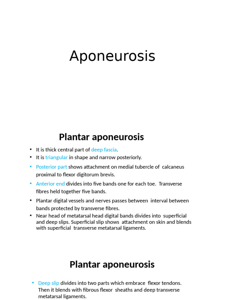 Anatomy and Function of Plantar Aponeurosis | PDF