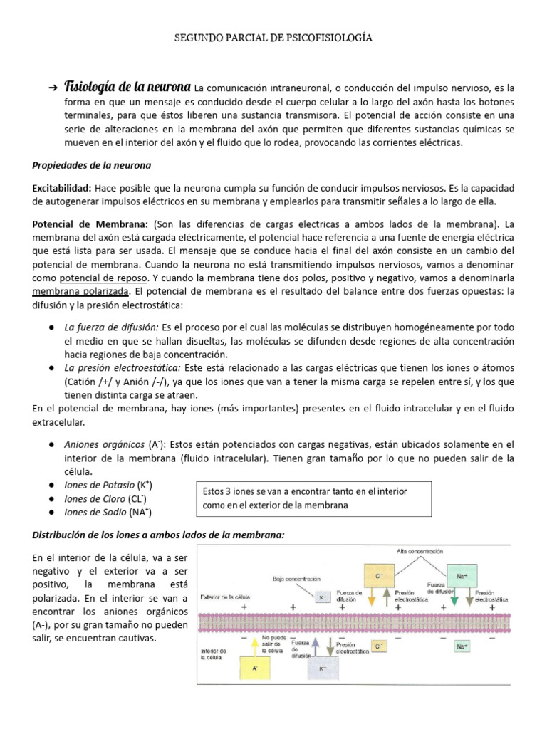 Fisiología de la Neurona y Potencial de Acción | PDF | Sinapsis ...