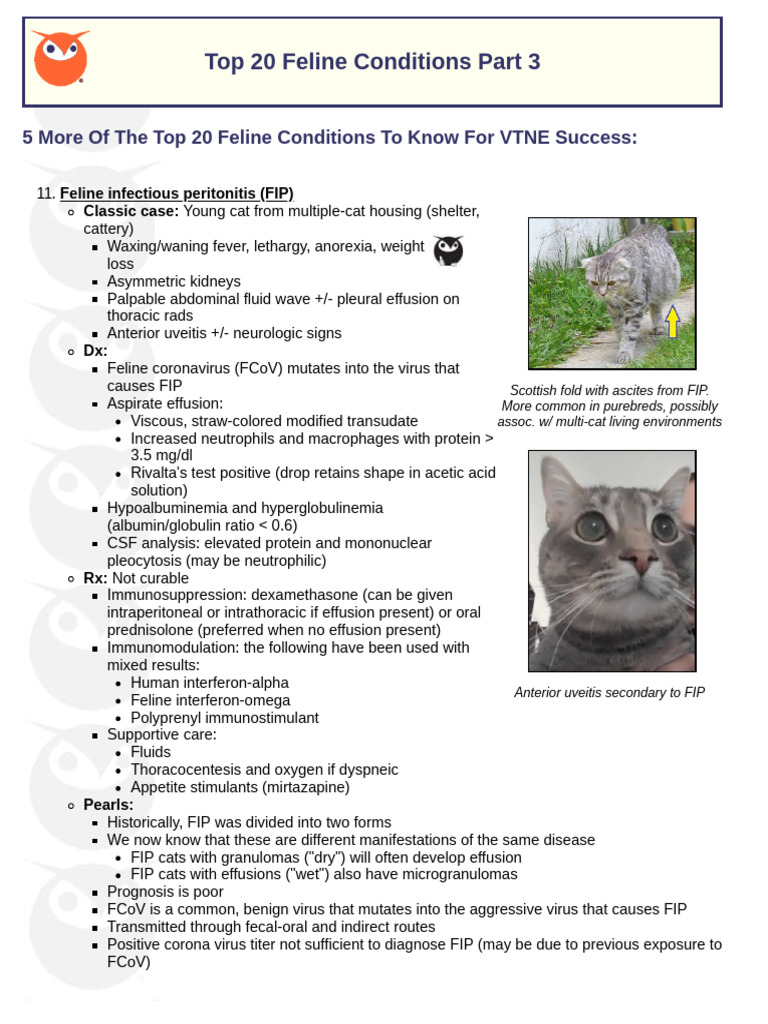 Top 20 Feline Conditions Part 3 | PDF | Medical Specialties | Causes Of ...