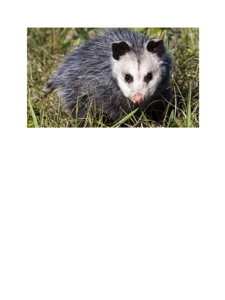 Opossum 2 | PDF
