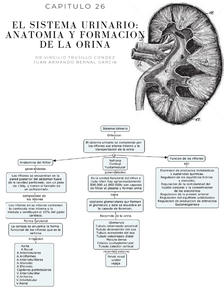 Anatomía y Función del Sistema Urinario | PDF | Riñón | Anatomía