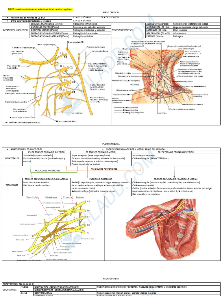 Plexos y Pares Craneales Final | PDF | Sistema nervioso | Neuroanatomía