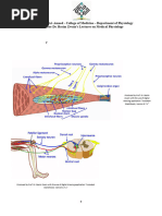 Stretch and Inverse Stretch Reflexes | PDF | Nervous System ...