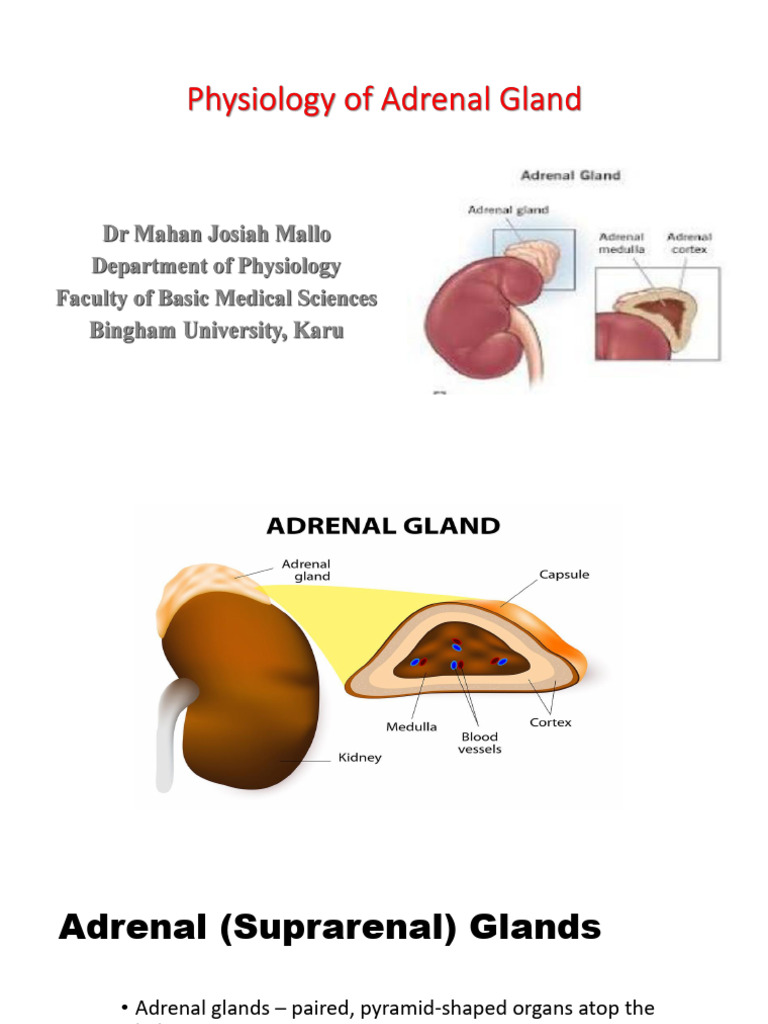 Physiology of The Adrenal Gland | PDF | Adrenal Gland | Cortisol