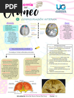 Estructura del Cráneo: Endobase y Exobase | PDF | Otorrinolaringología ...