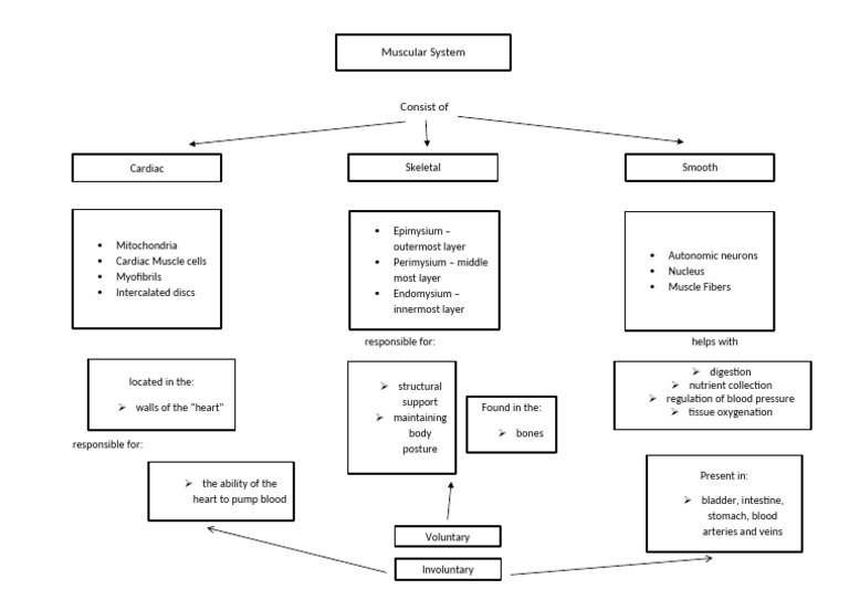 Muscular System Flow Chart | PDF