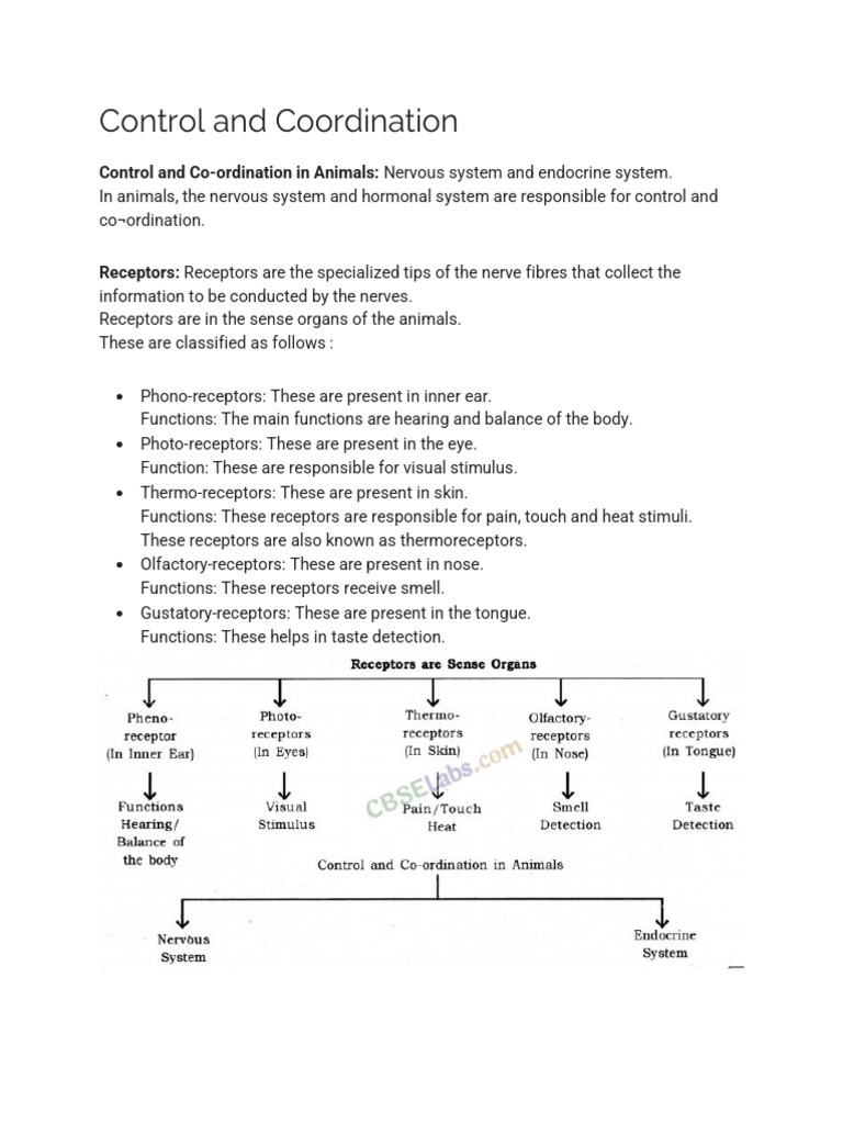 Animal Control and Coordination Systems | PDF | Neuron | Nervous System