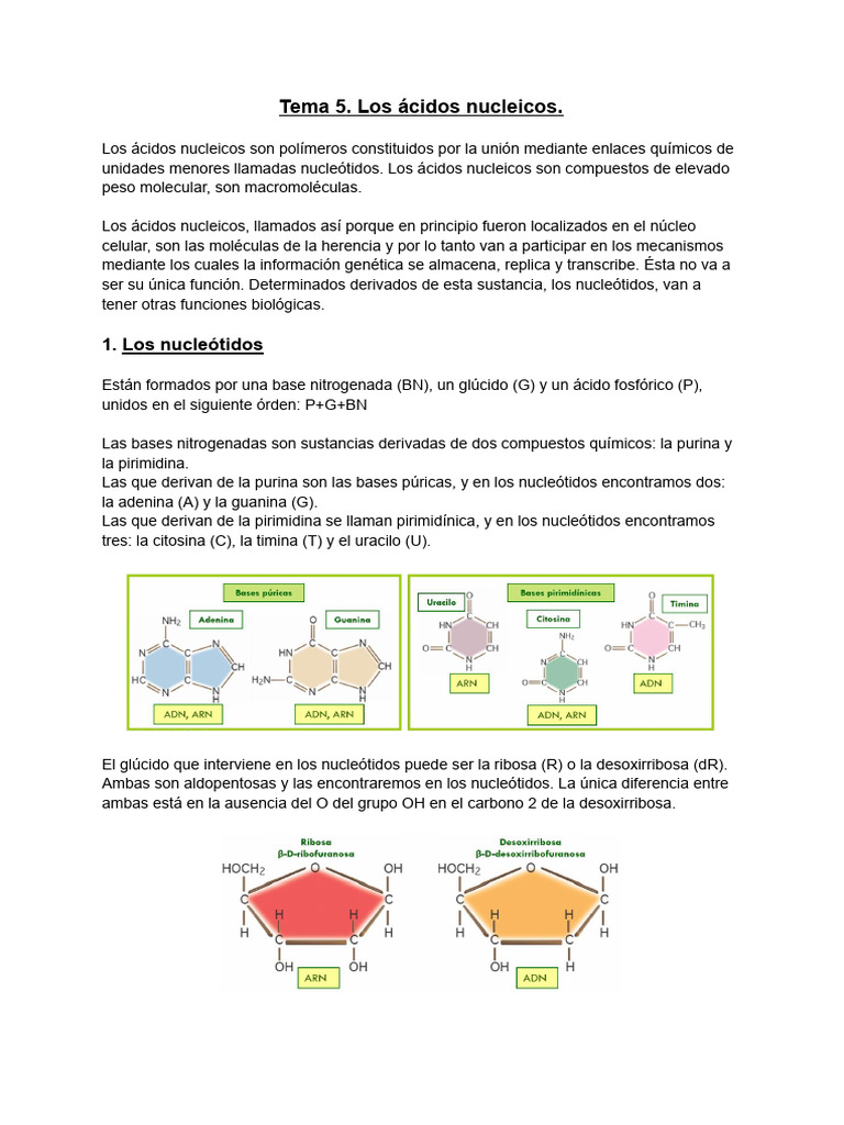 Estructura y funciones de los ácidos nucleicos | PDF | Rna | Adn