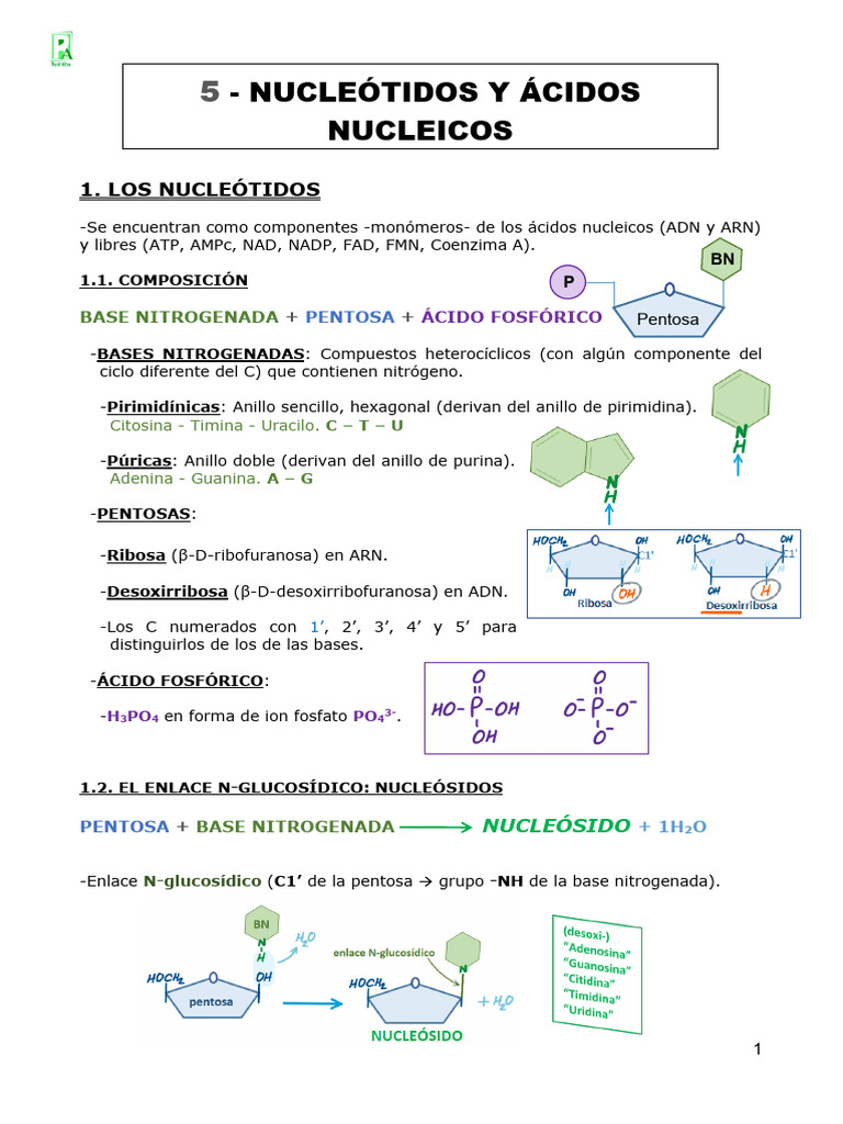 U5-Nucleótidos y Ácidos Nucleicos | PDF | Adn | Rna