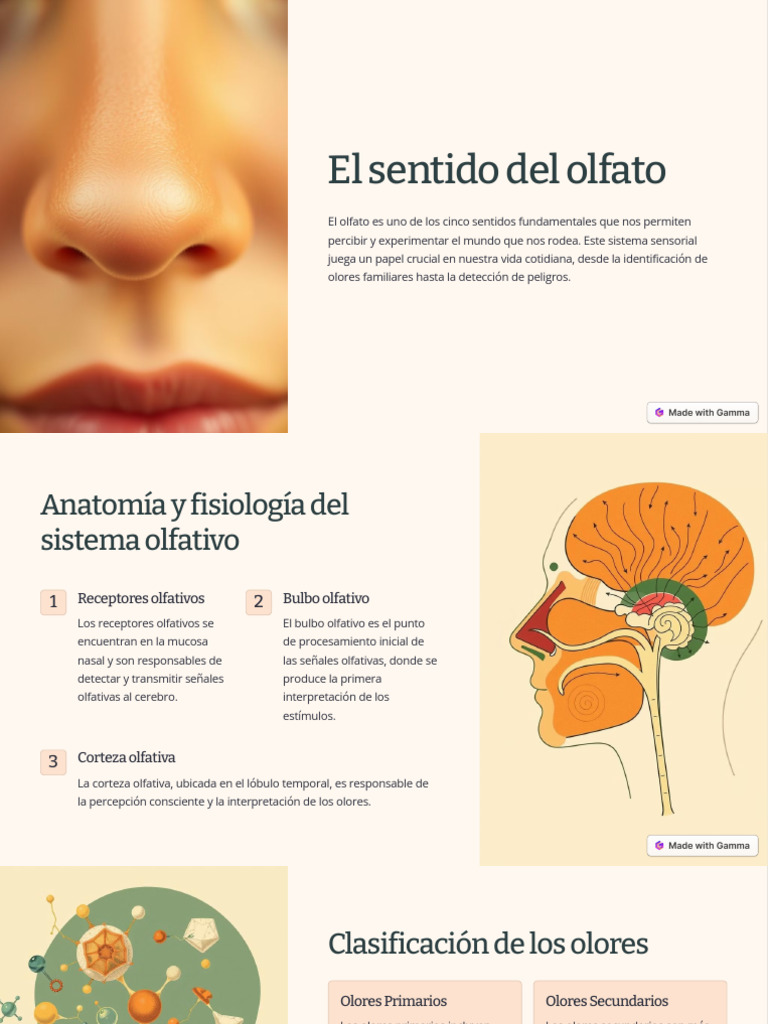El Sentido Del Olfato | PDF | Sentidos | Neurociencia