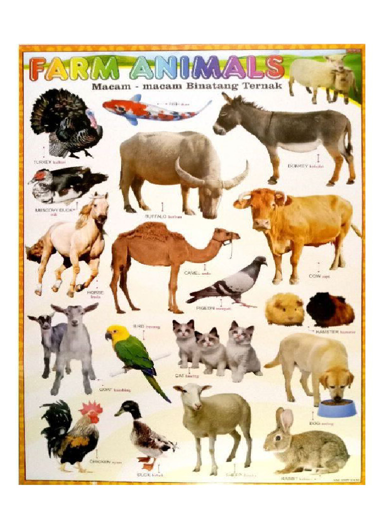 Animals | PDF