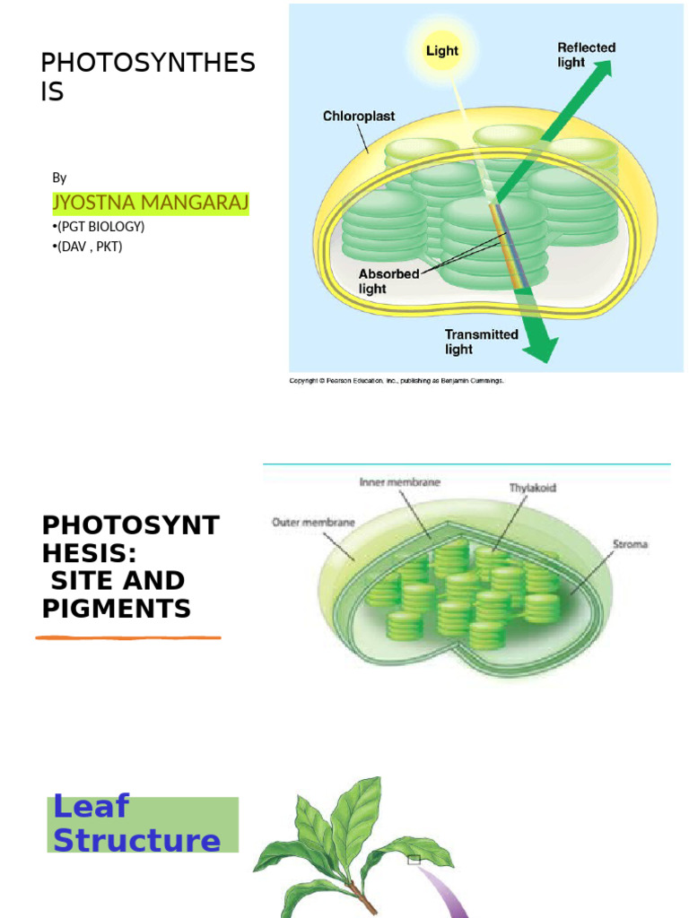 Photosynthesis: Chloroplasts & Pigments | PDF | Photosynthesis ...