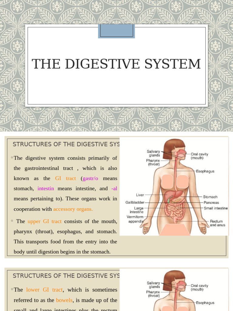 The Digistive System | PDF | Tooth | Tongue