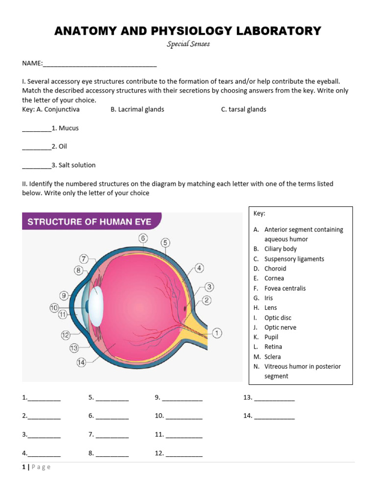 V7i4ytatb Special Senses-2 | PDF | Ear | Auditory System