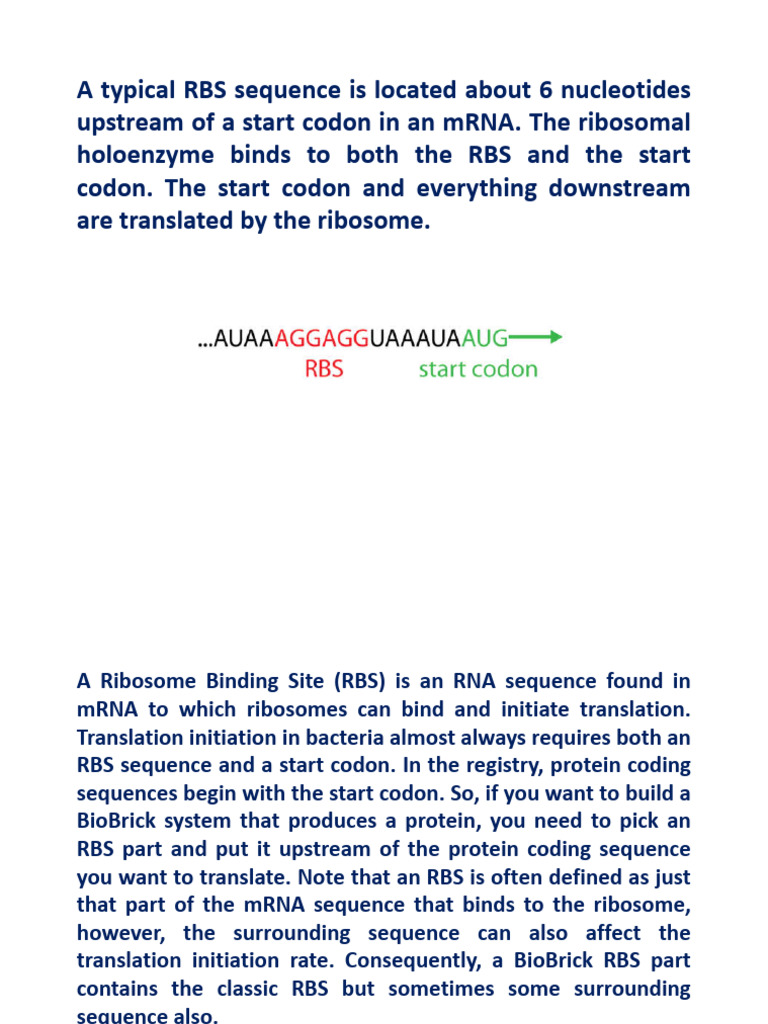 Understanding Ribosome Binding Sites | PDF