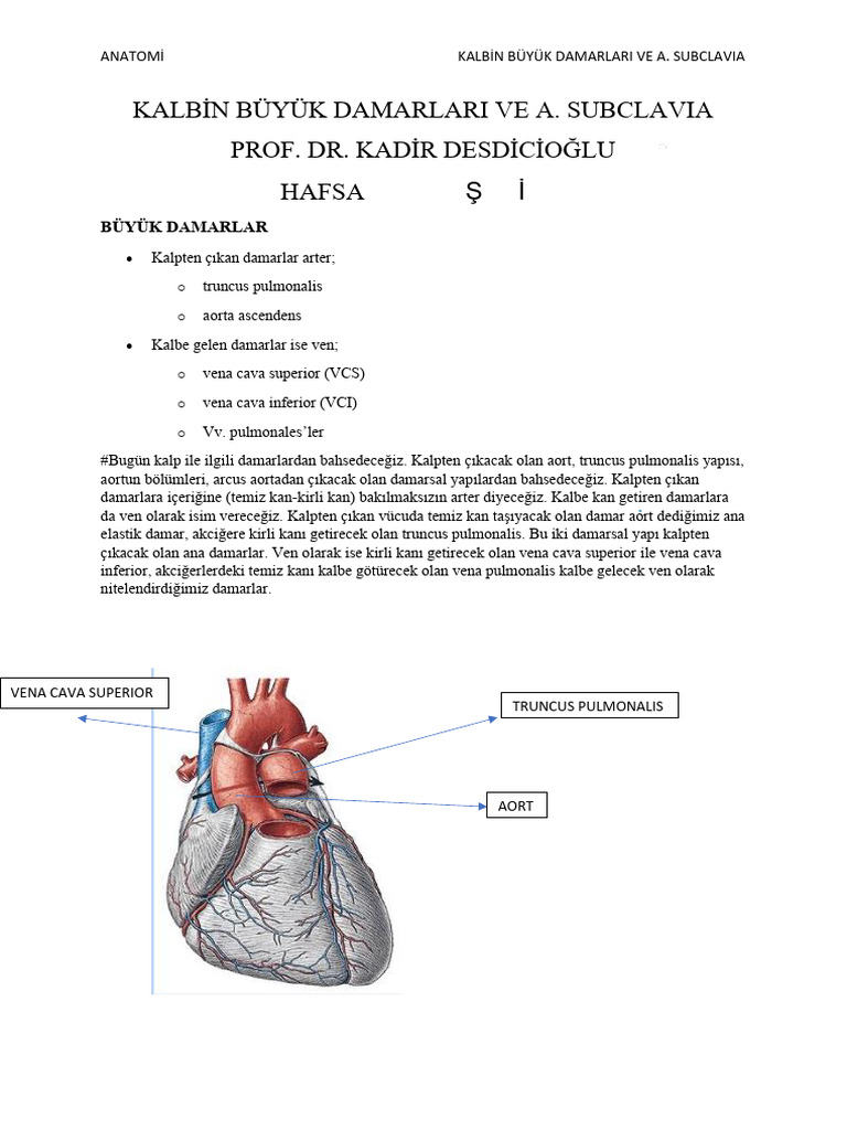 3.kalbin Büyük Damarları Ve A.Subclavia | PDF