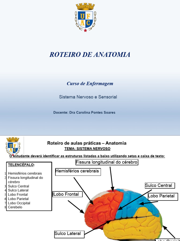 Sistema Nervoso 2 Pdf Telencéfalo Cérebro