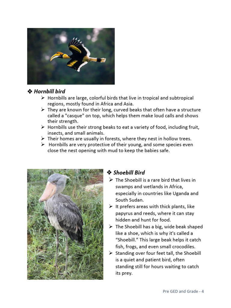 Birds | PDF | Beak | Ornithology
