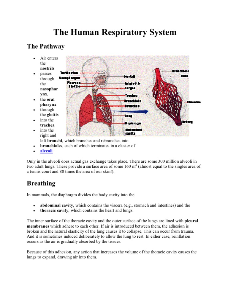 The Human Respiratory System for Ubd Demonstration | Lung | Chronic