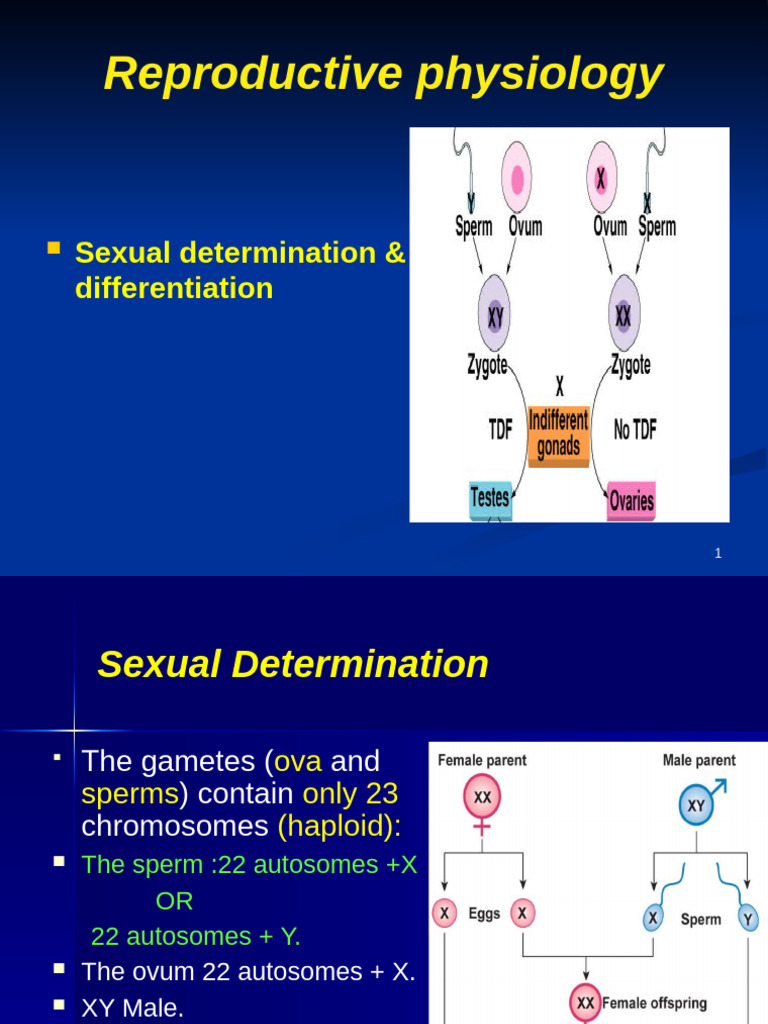 14-Reproductive Phy 070919 | PDF | Menstrual Cycle | Ovary